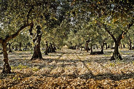 Wie ein Kenner beim Wein sollte man sich auch um Informationen rund um das Olivenöl-Produkt bemühen. Das beginnt beim Erzeuger, die Lage und die Olivensorte. Hier zu sehen ist der Olivenhain Trappeto di Caprafico in Abruzzen.