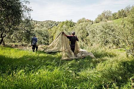 Ab Oktober beginnt die Erntezeit der Oliven auf der Farm Tenute Librandi in Kalabrien.