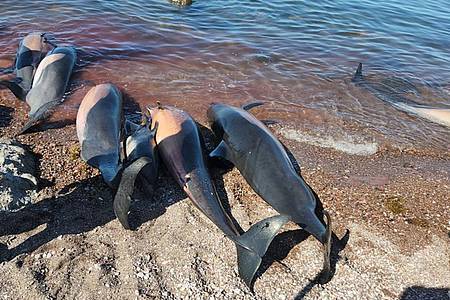 Auf diesem vom «Red de Varamientos» zur Verfügung gestellten Bild sind mehrere tote Delfine am Strand El Califin zu sehen.