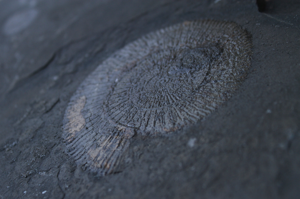 versteinertes Ammonit