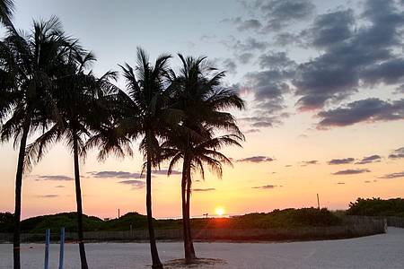 Palmen am Strand im Sonnenuntergang