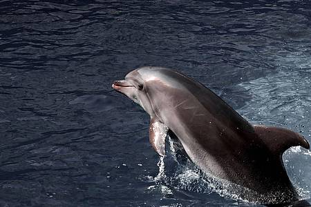 Die Delfine können nicht mehr genug Fische fangen und sind deshalb anfälliger für Infektionskrankheiten.