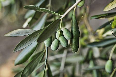 Die Olivensorte Frantoio ist weit verbreitet in der Toskana und rund um den Gardasee zu finden. Das daraus gewonnene Öl verfügt über einen mittleren bis intensiven fruchtigen Geruch mit grasigen Nuancen und Gerüchen von Mandeln und weißen Früchten.