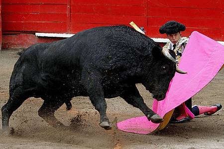 In der Arena fand eine «Corraleja» genannte Stierkampfveranstaltung statt.
